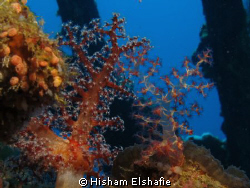 Soft Coral, at Carnatic Wreck by Hisham Elshafie 